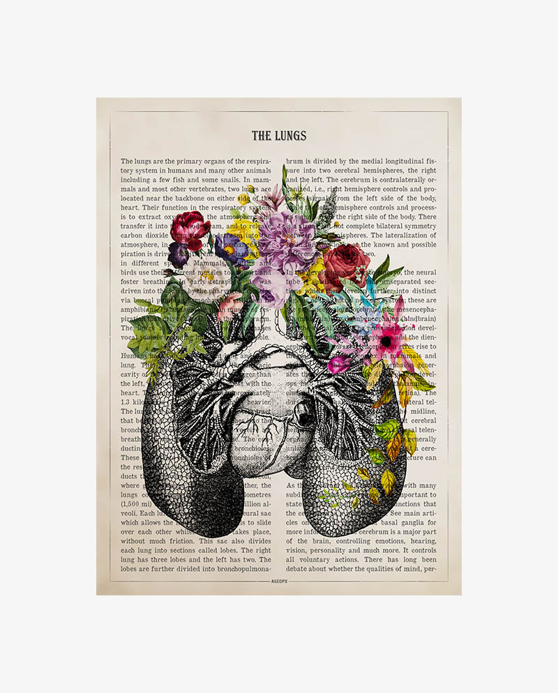 Lungs Anatomy Print