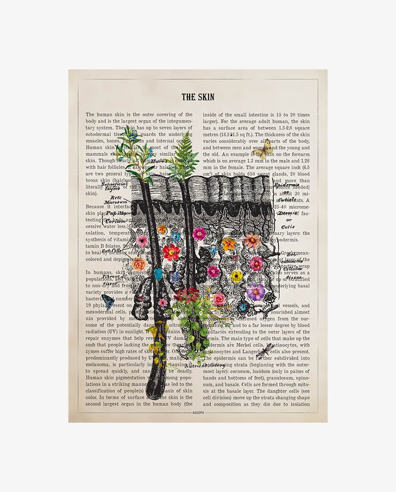 Skin Anatomy Print
