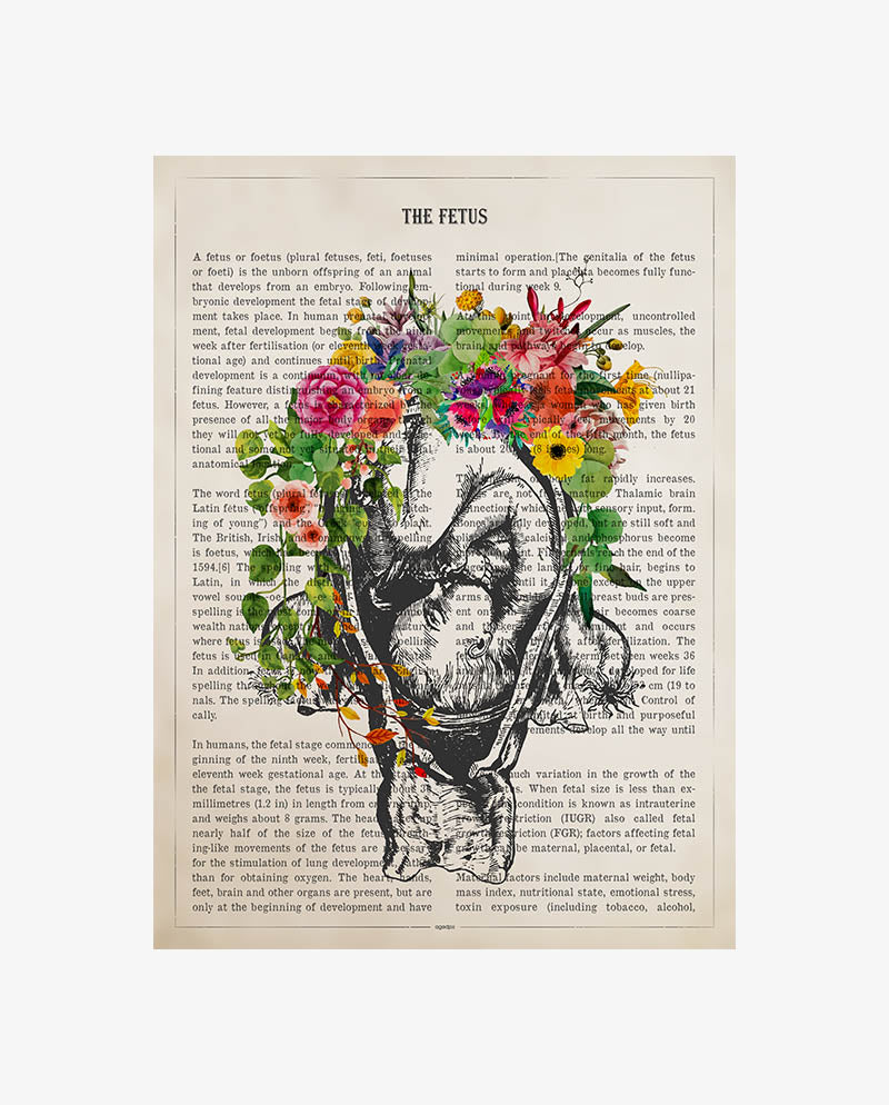 Fetus Anatomy Print