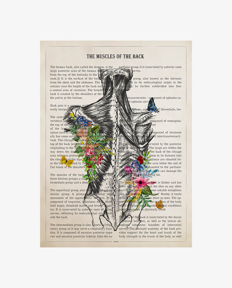 Muscles of the Back Anatomy Print