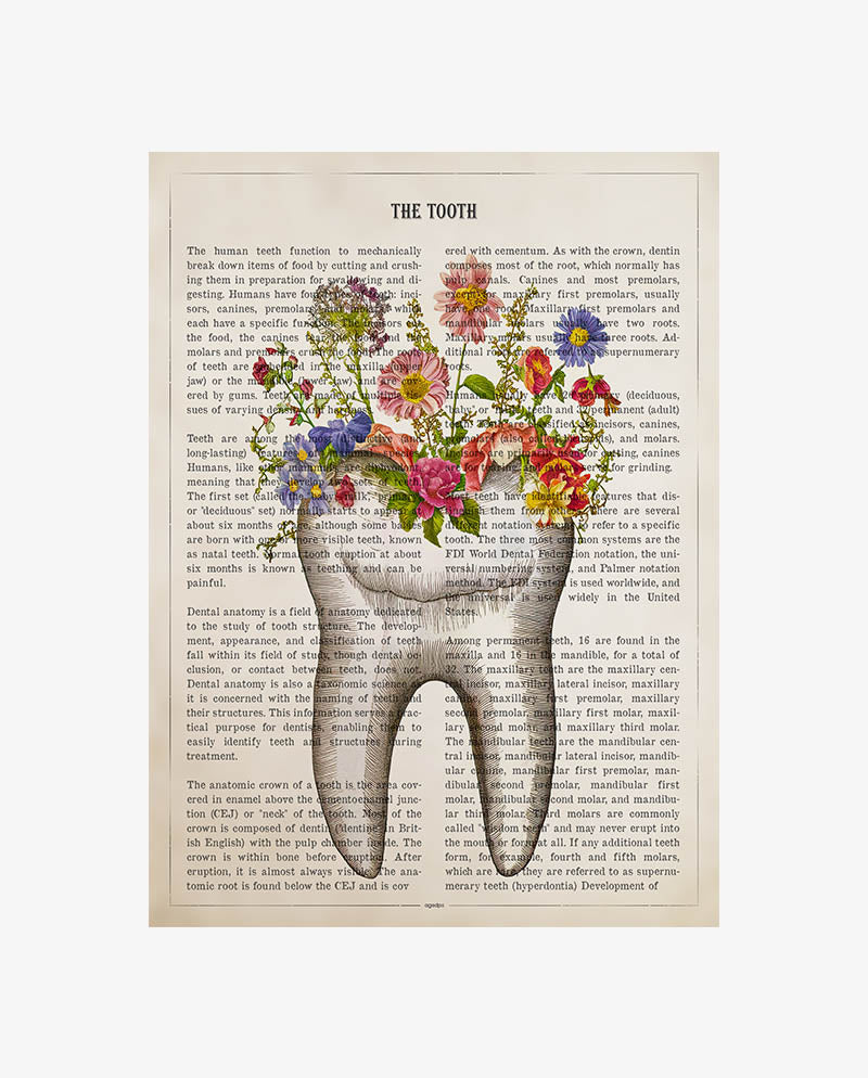 Tooth Anatomy Print