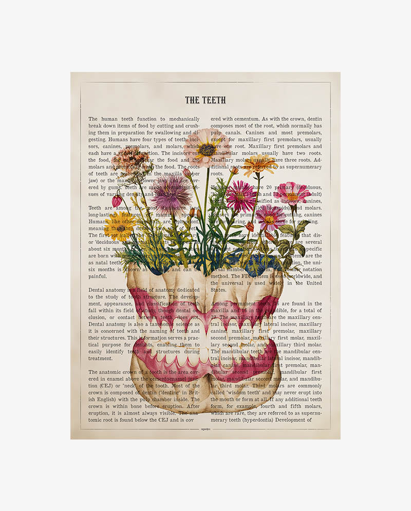 Teeth Anatomy Print