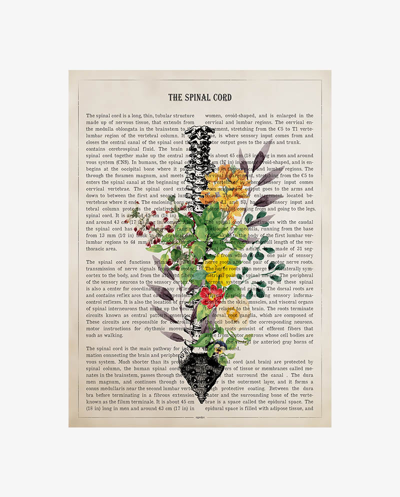 Spinal Cord Anatomy Print