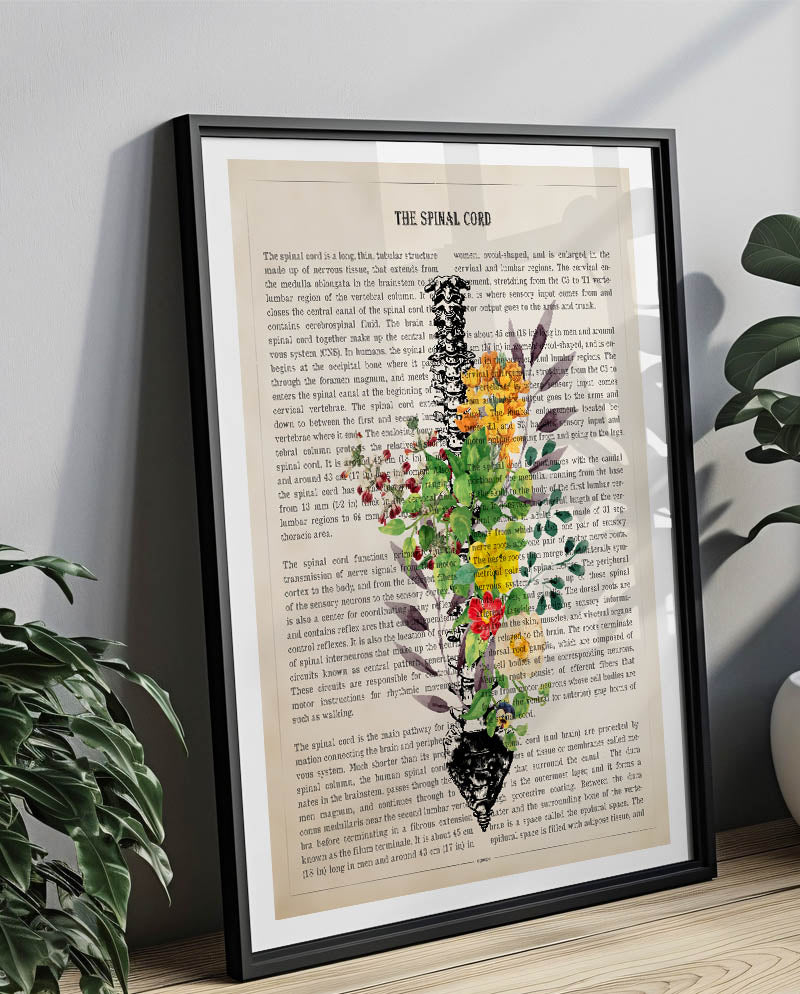 Spinal Cord Anatomy Print