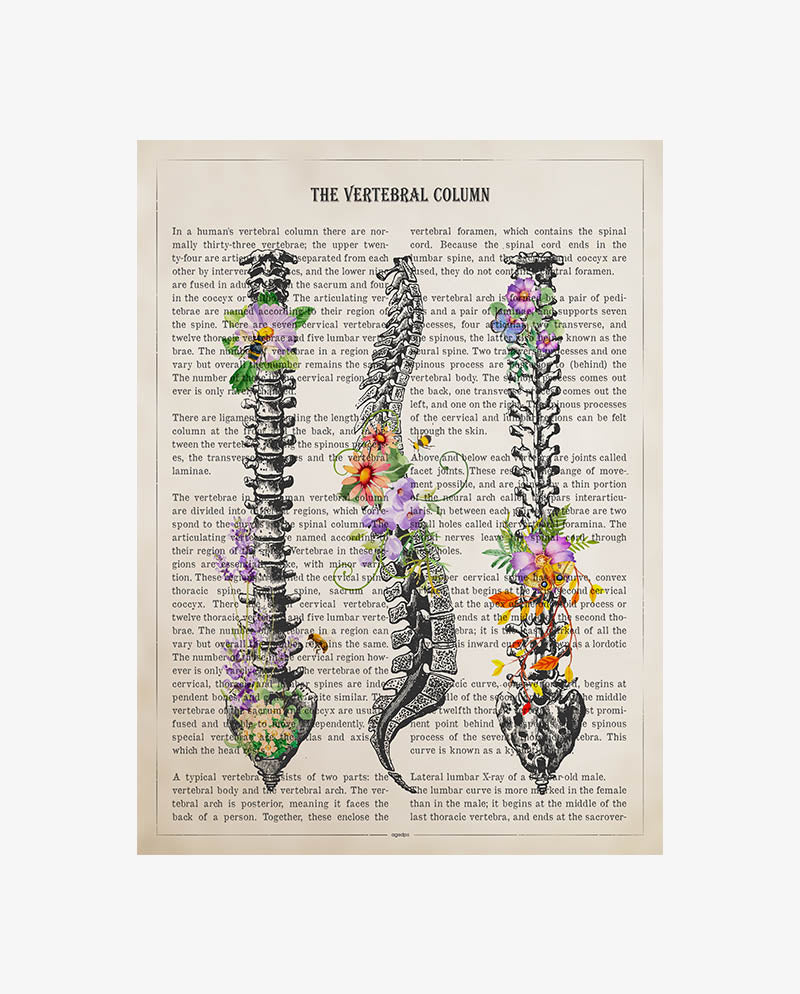 Vertebral Column Anatomy Print