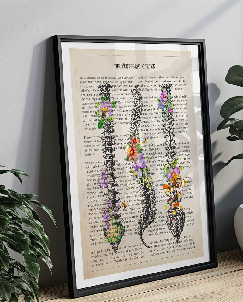 Vertebral Column Anatomy Print