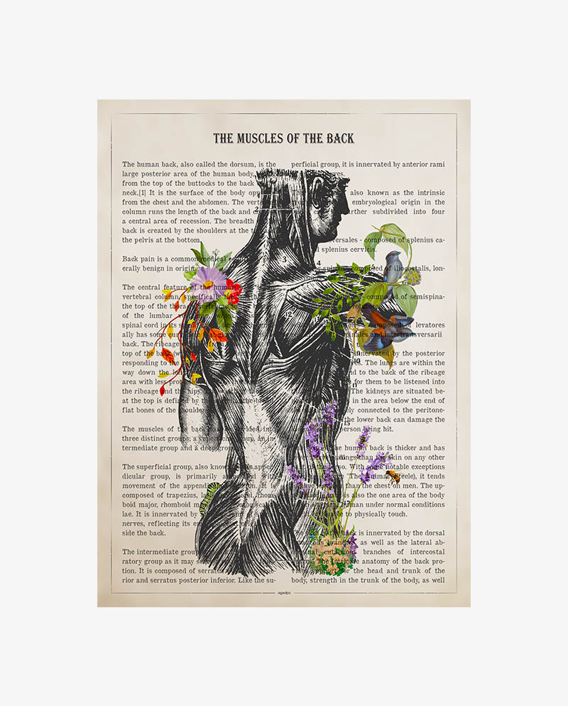 Muscles Of The Back Anatomy Print