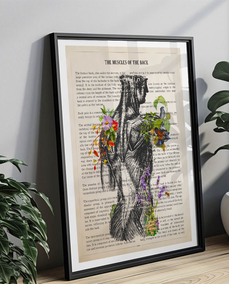 Muscles Of The Back Anatomy Print