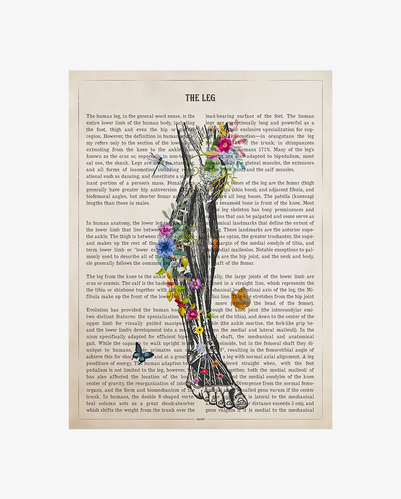 Leg Anatomy Print