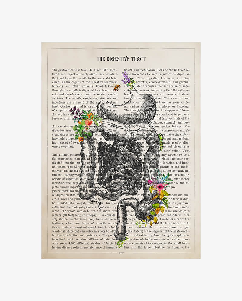 Digestive Tract Anatomy Print