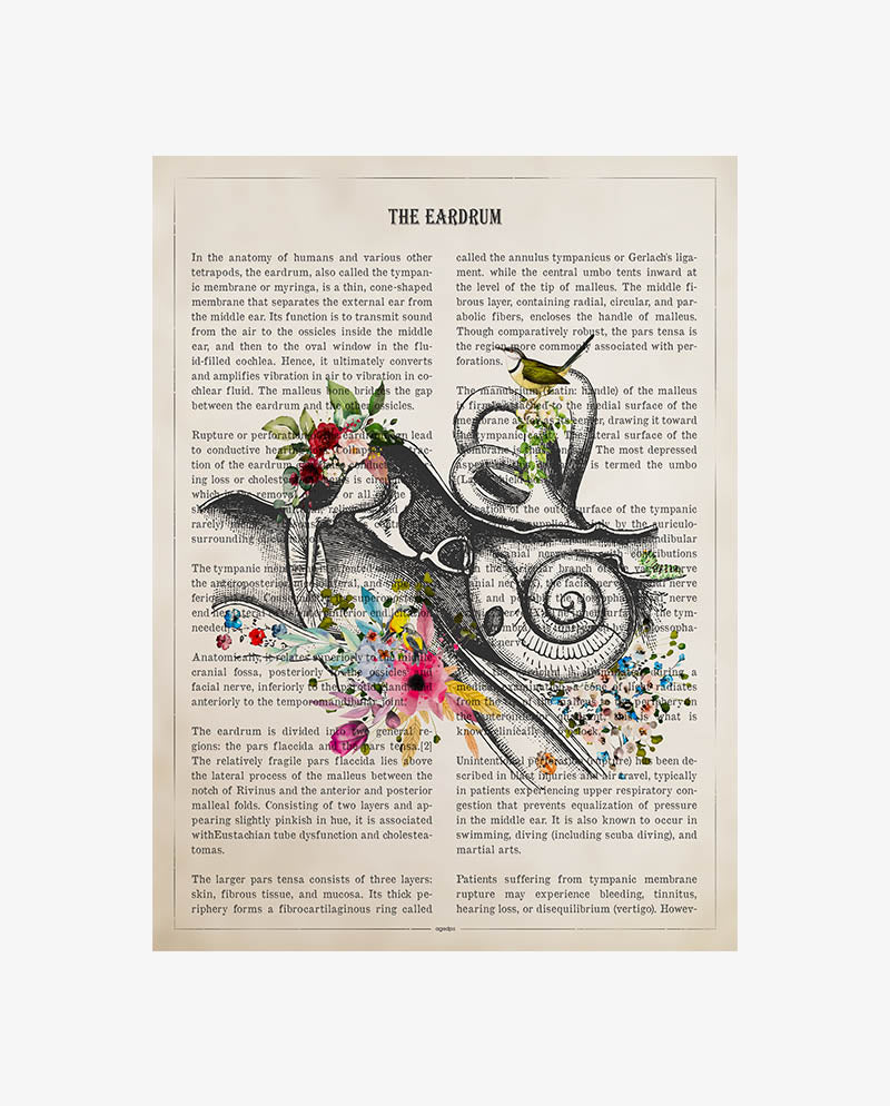 Eardrum Anatomy Print