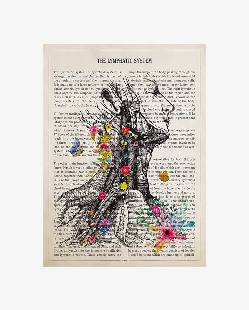 Lymphatic System Anatomy Print