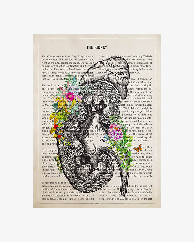 Kidney Anatomy Print