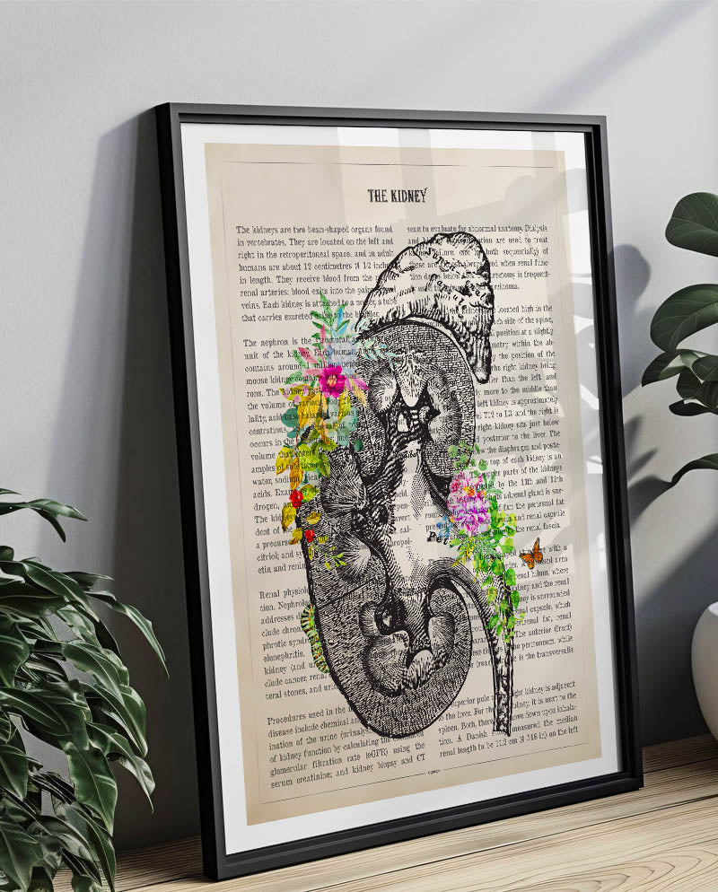 Kidney Anatomy Print