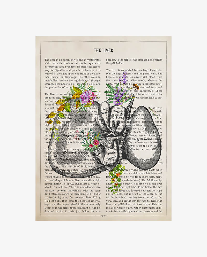 Liver Anatomy Print