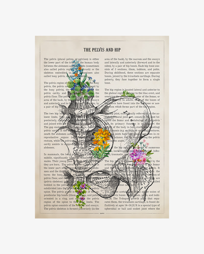 Pelvis and Hip Anatomy Print