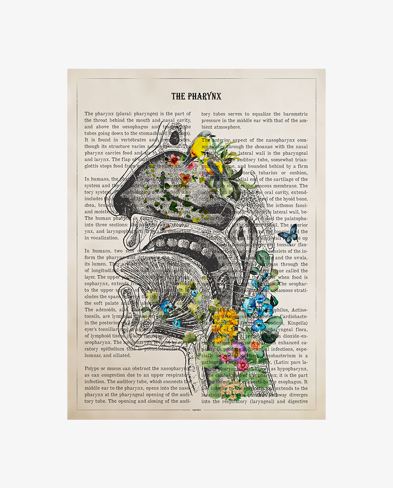 Pharynx Anatomy Print