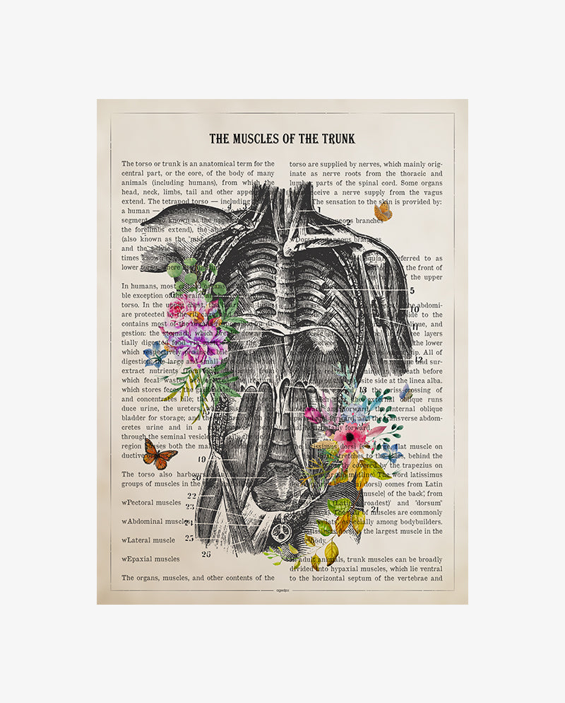 Muscles of the Trunk Anatomy Print