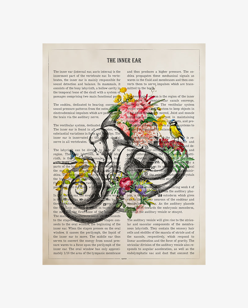Inner Ear Anatomy Print