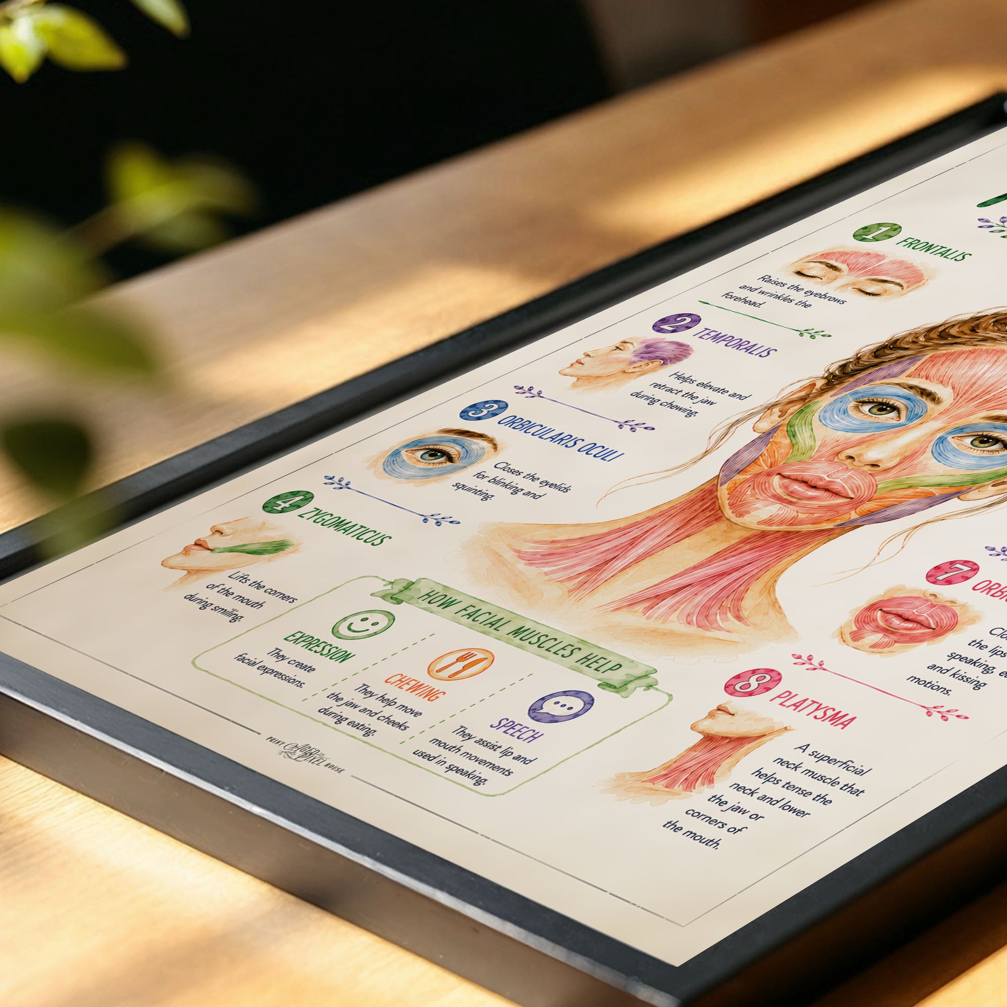 Facial Muscle Anatomy Poster Esthetician Wall Art