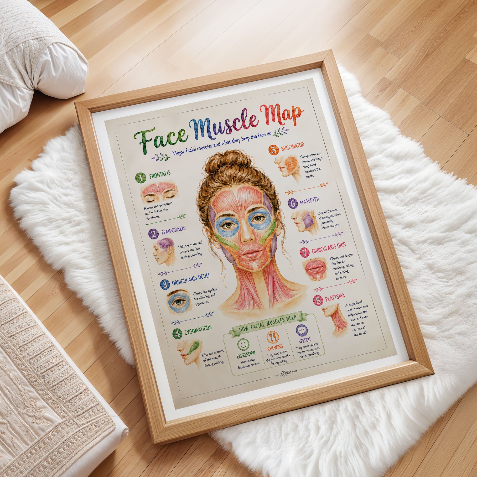 Facial Muscle Anatomy Poster Esthetician Wall Art
