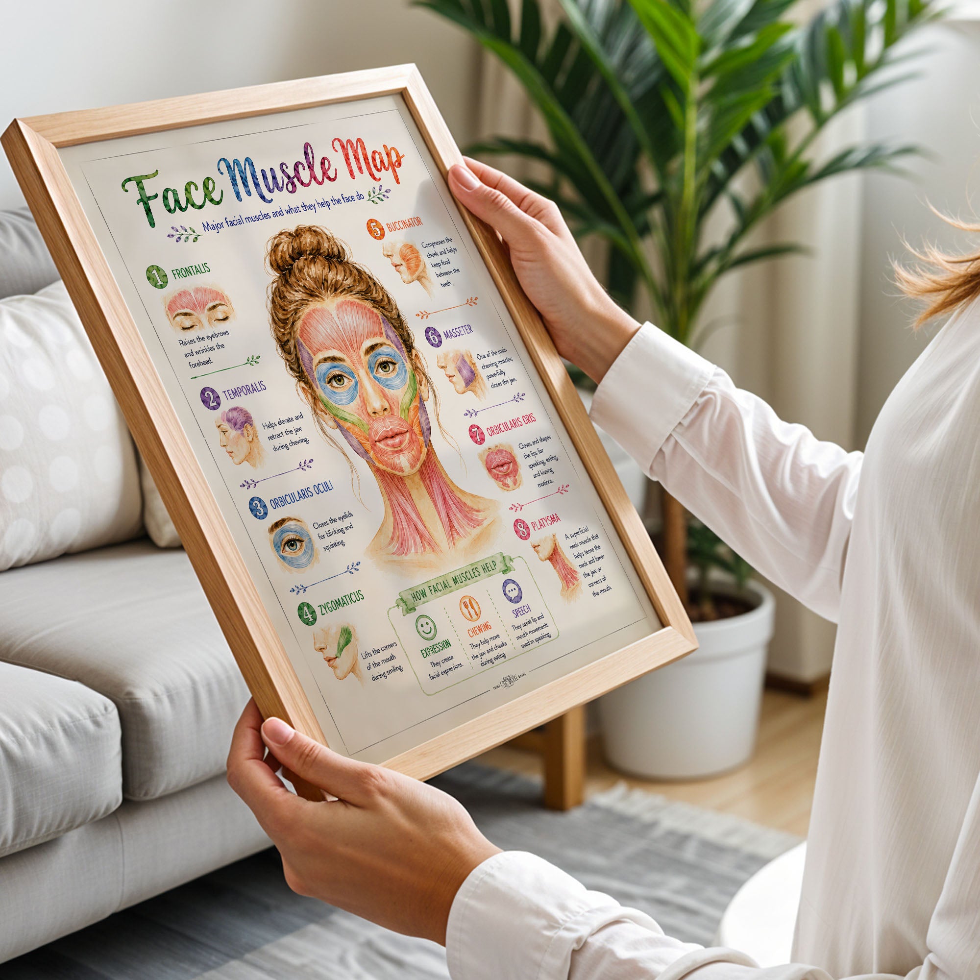 Facial Muscle Anatomy Poster Esthetician Wall Art
