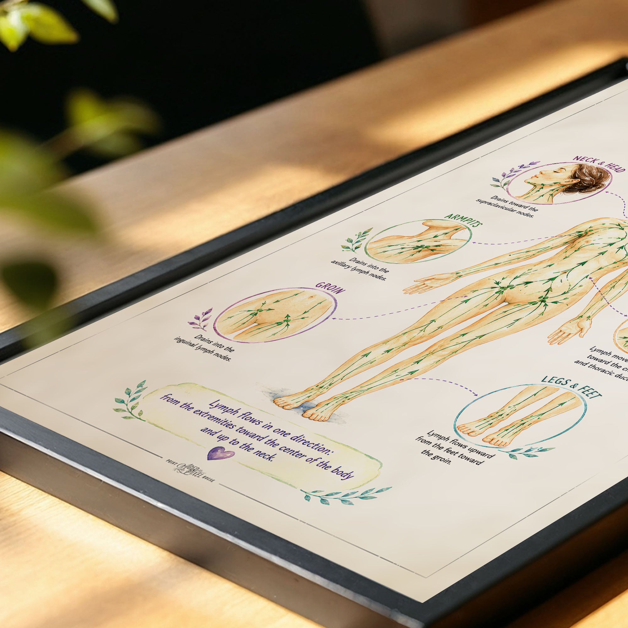 Lymph Flow Direction Map Poster Lymphatic Drainage Anatomy Chart