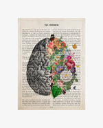 Cerebrum Anatomy Print