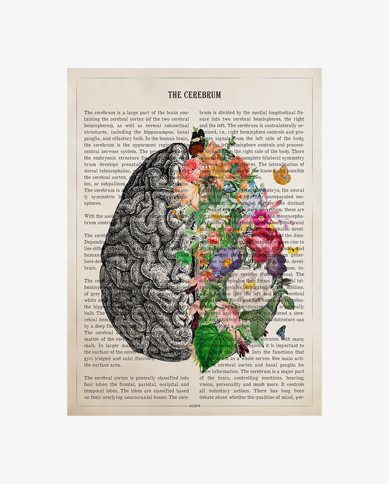 Cerebrum Anatomy Print