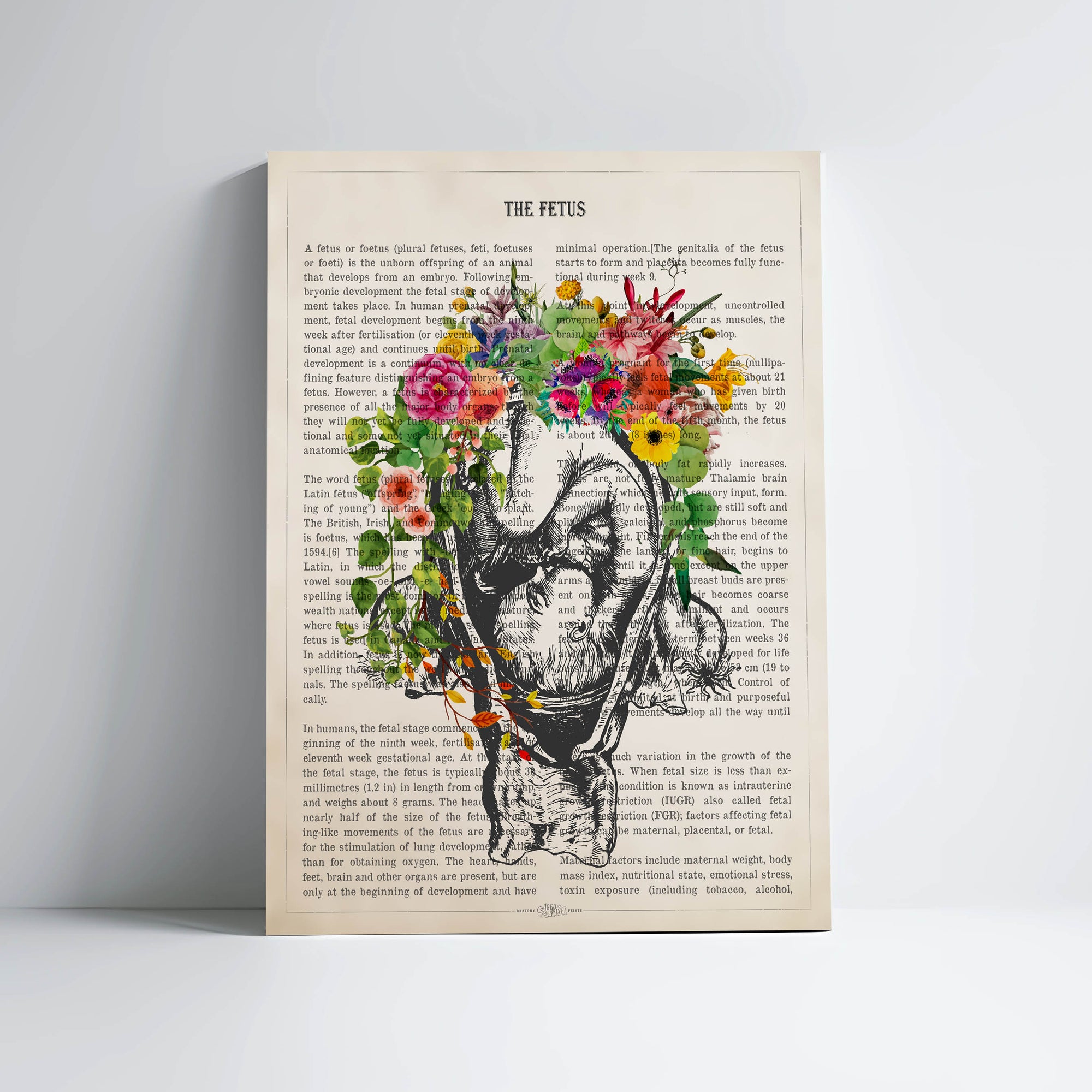 Fetus in Womb Anatomy With Flowers Print