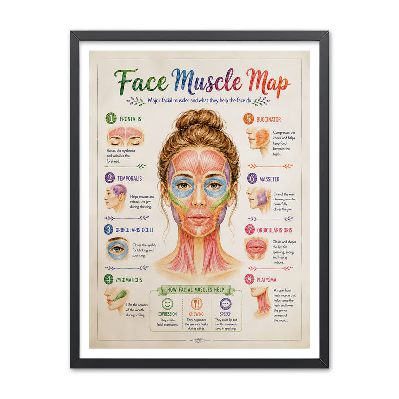 Watercolor face muscle map poster showing a labeled front view of facial muscles with numbered callouts for frontalis, temporalis, orbicularis oculi, zygomaticus, buccinator, masseter, orbicularis oris, and platysma.