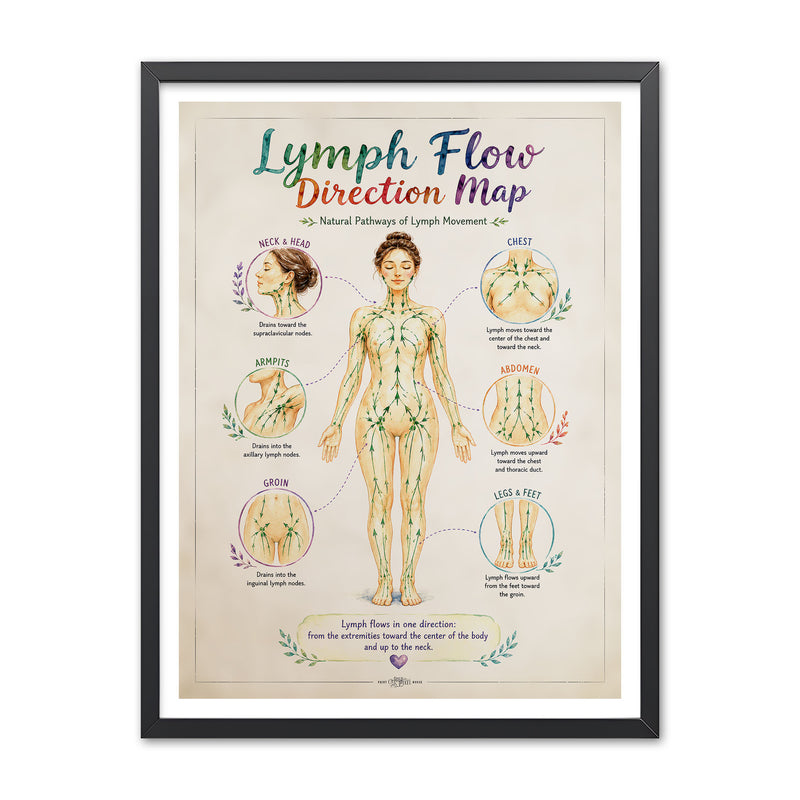 Watercolor lymph flow direction map of a standing figure with green arrows and six callouts for neck and head, chest, armpits, abdomen, groin, and legs and feet.