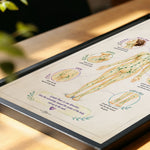 Lymph Flow Direction Map Poster Lymphatic Drainage Anatomy Chart