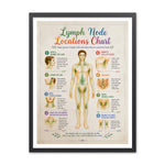 Watercolor lymph node locations chart with a standing figure and eight labeled regions for the head, jaw, neck, collarbone, armpits, abdomen, groin, and behind the knees.