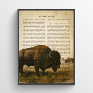 American Bison Print