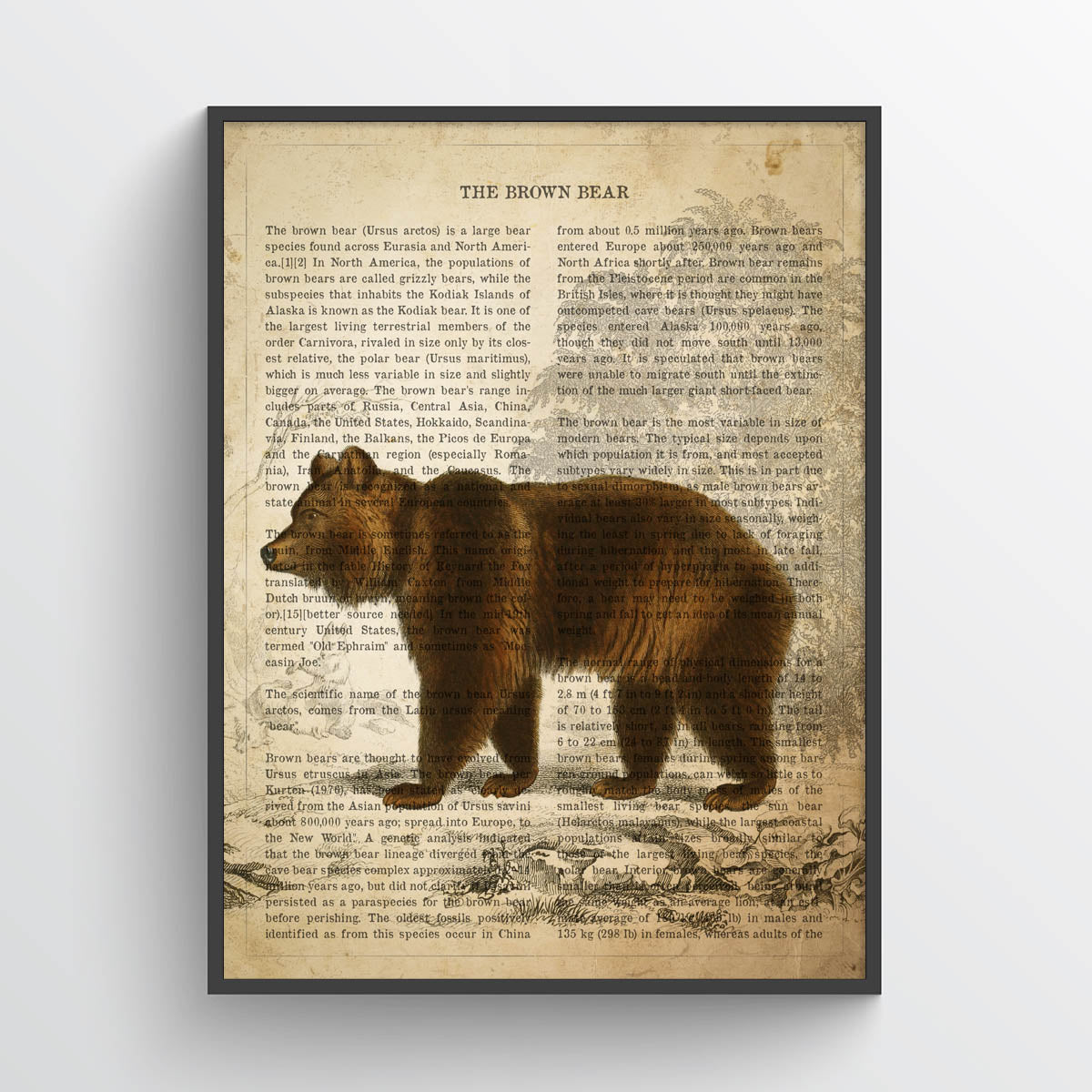 Brown Bear Print