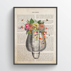 Penis Anatomy Print