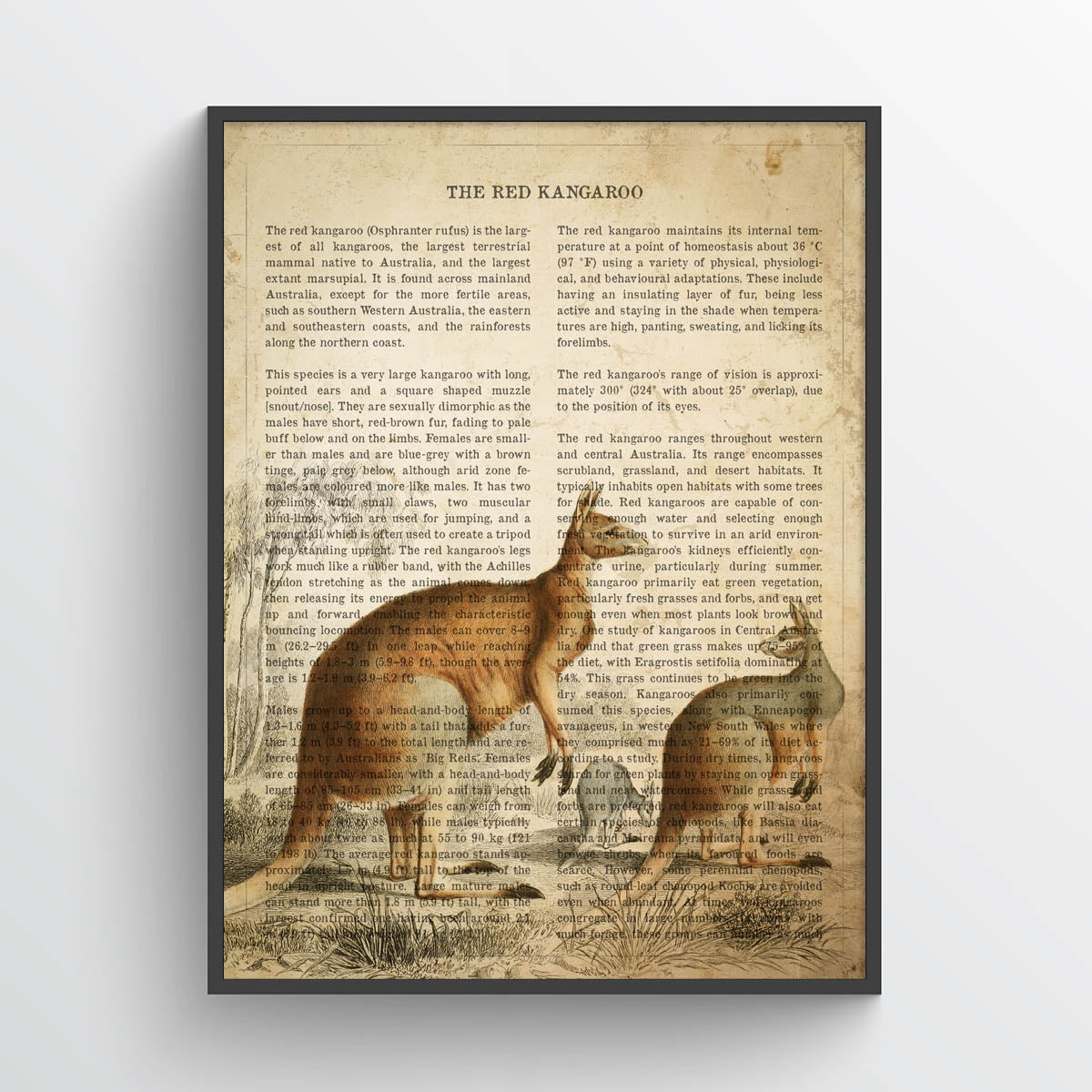 Red Kangaroo Print