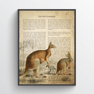 Red Kangaroo Print