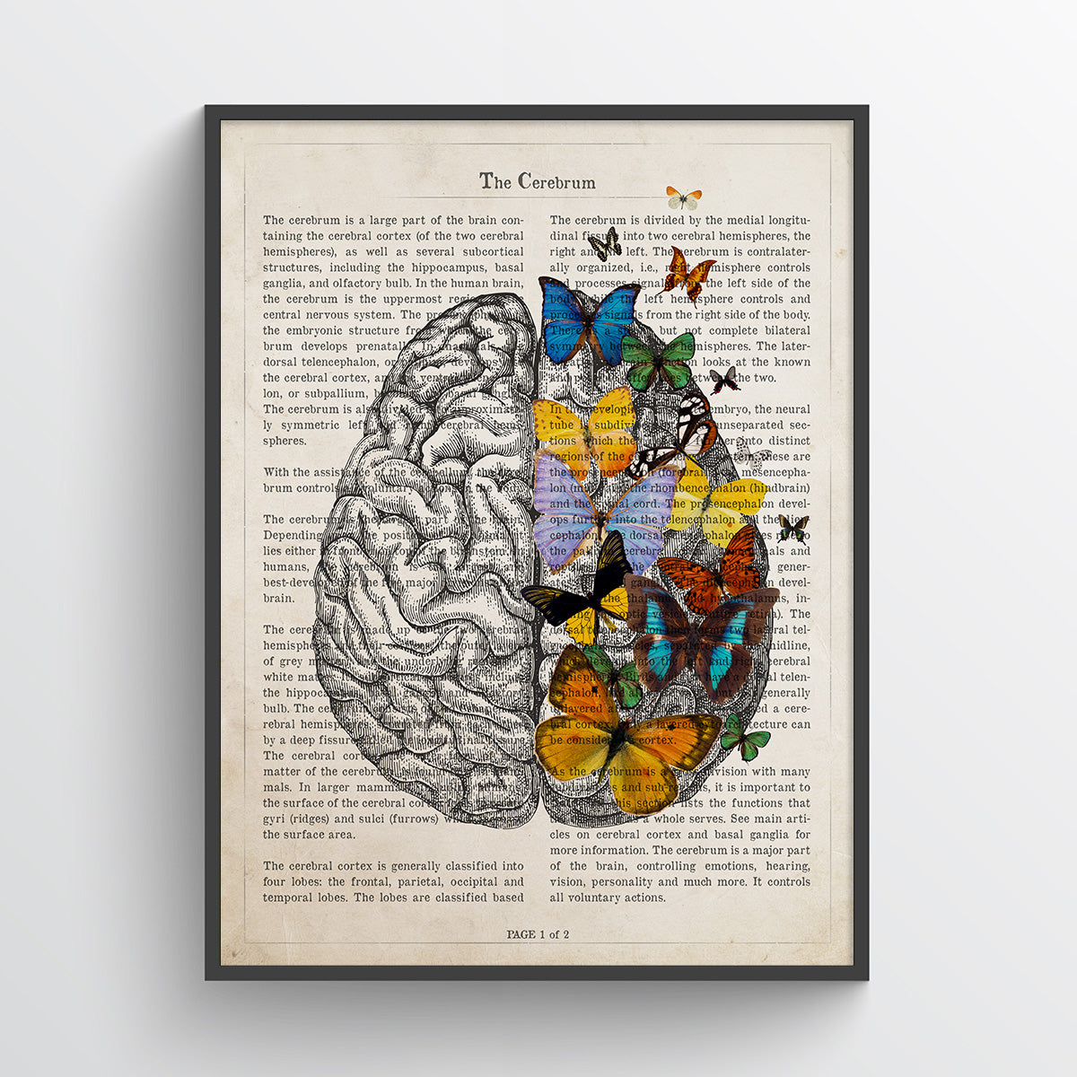 Brain Butterfly Anatomy Print