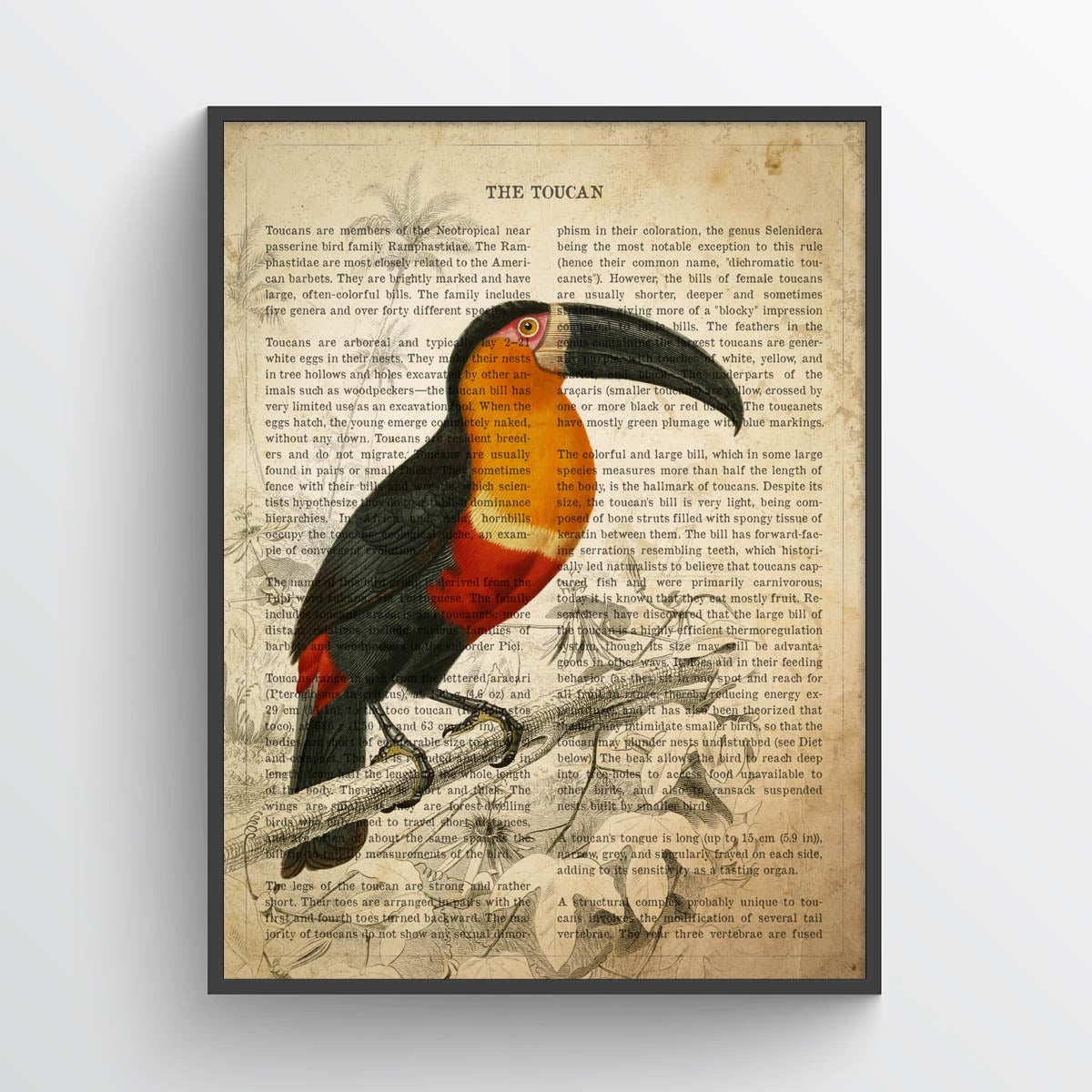 Toucan Print